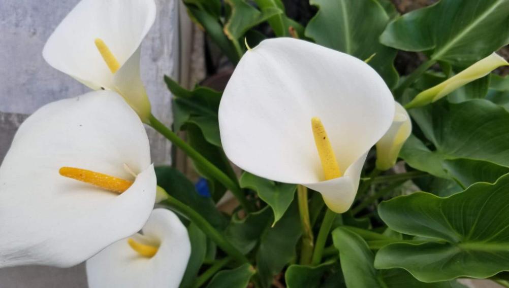 马蹄莲要怎么养才开花不断,马蹄莲怎么养才能长得好看