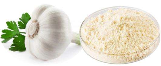 大蒜在蛋鸡养殖中的妙用,大蒜素在养鸡场的用途