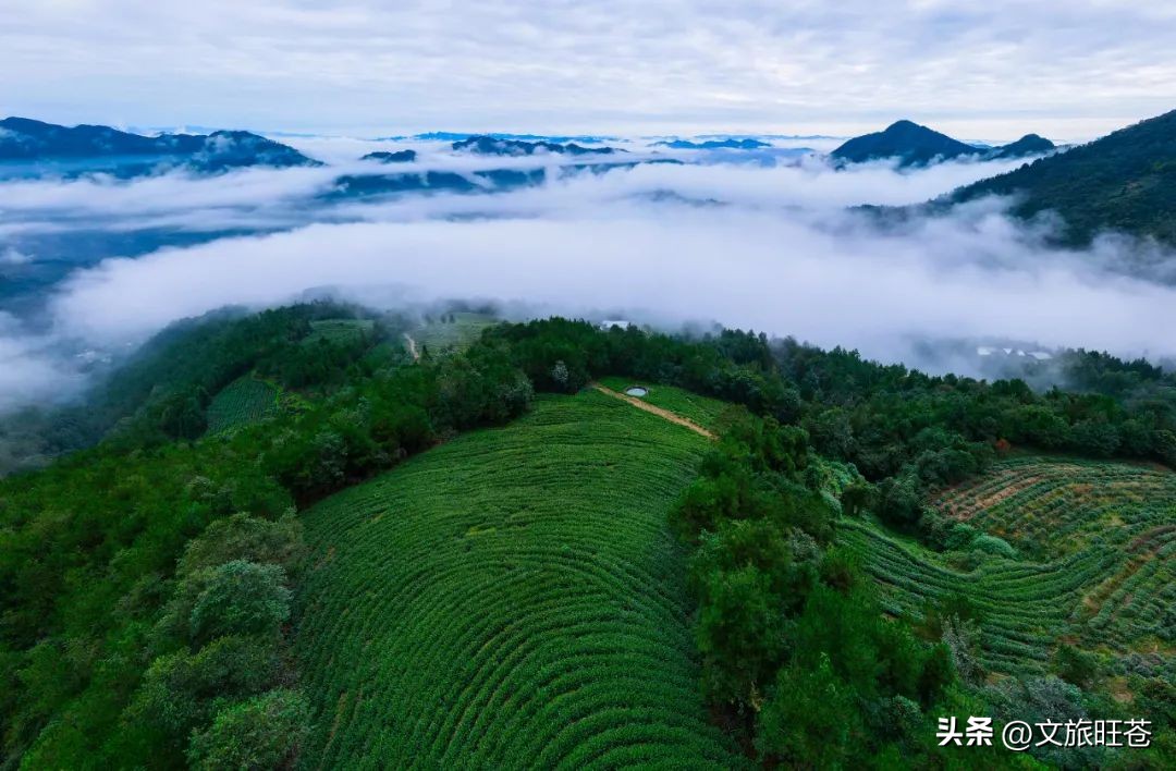 旺苍六大茶乡,个个香飘万里!看看你最熟悉哪几个?
