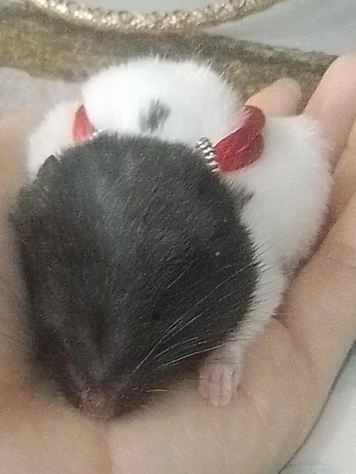 熊熊饲养,熊熊饲养方法