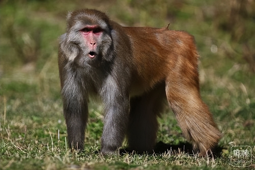 动物园全部被虎王咬死的故事,动物世界雄狮咬死鬣狗首领