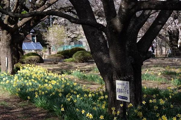 【说说日本的三大樱、五大樱以及观赏期推荐、交通路线介绍】