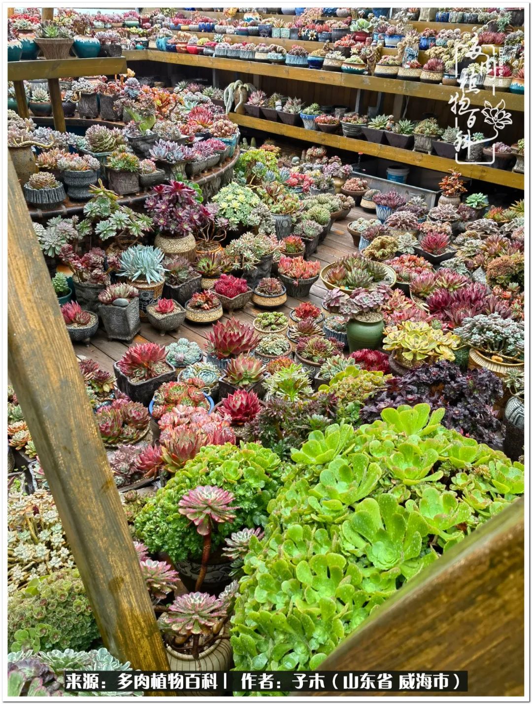 法师多肉成长史,法师多肉新手教程