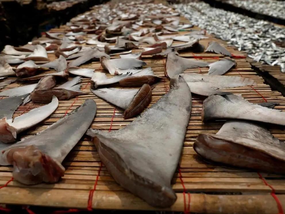 中国“鲨鱼村”的聪明商人：加工迷你“小鲨鱼”，年入3000万