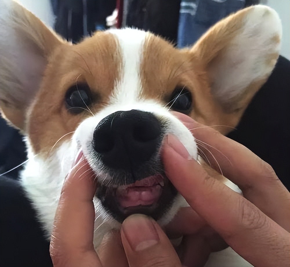 柯基犬生产前呕吐,柯基犬呕吐怎么办