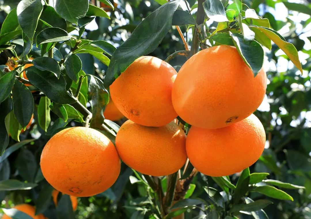 红美人果农,红美人果农需要注意什么