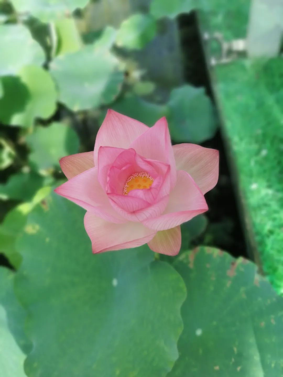 男医生做乳腺检查的多吗,男医生做乳腺临床检查