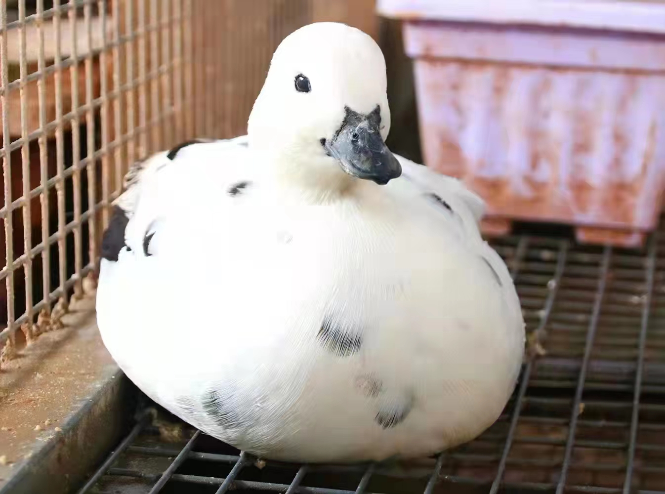 禽医聊养鸭,鸭卵黄性腹膜炎是什么原因引起的