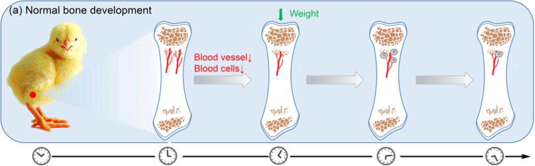 鸡有哪些疾病,鸡有炎症什么表现
