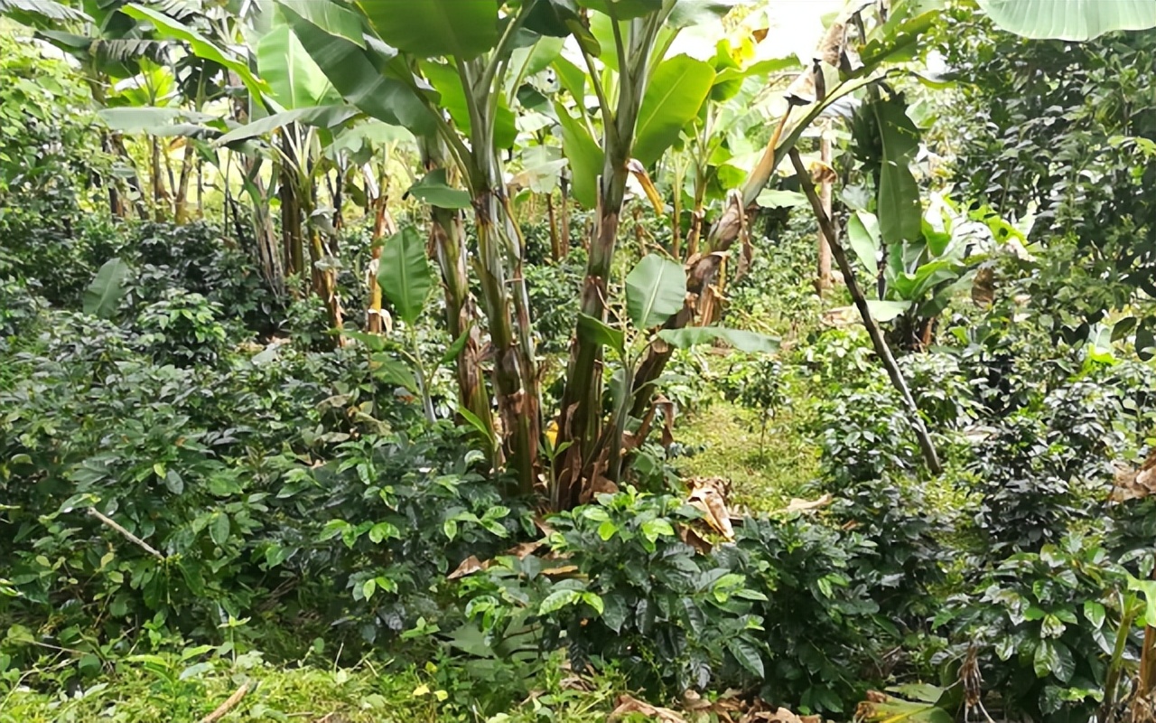 精品咖啡和低价咖啡什么区别,精品咖啡和精品咖啡有什么区别