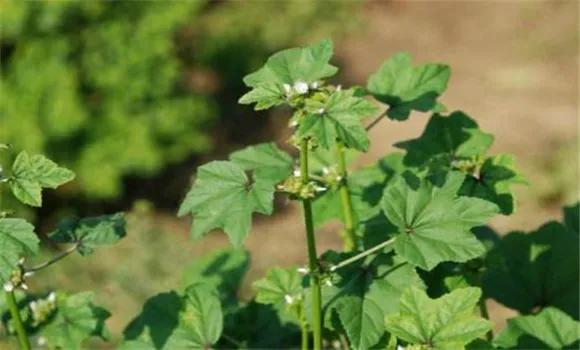 十大被人遗忘的蔬菜水果,十大被人遗忘的蔬菜