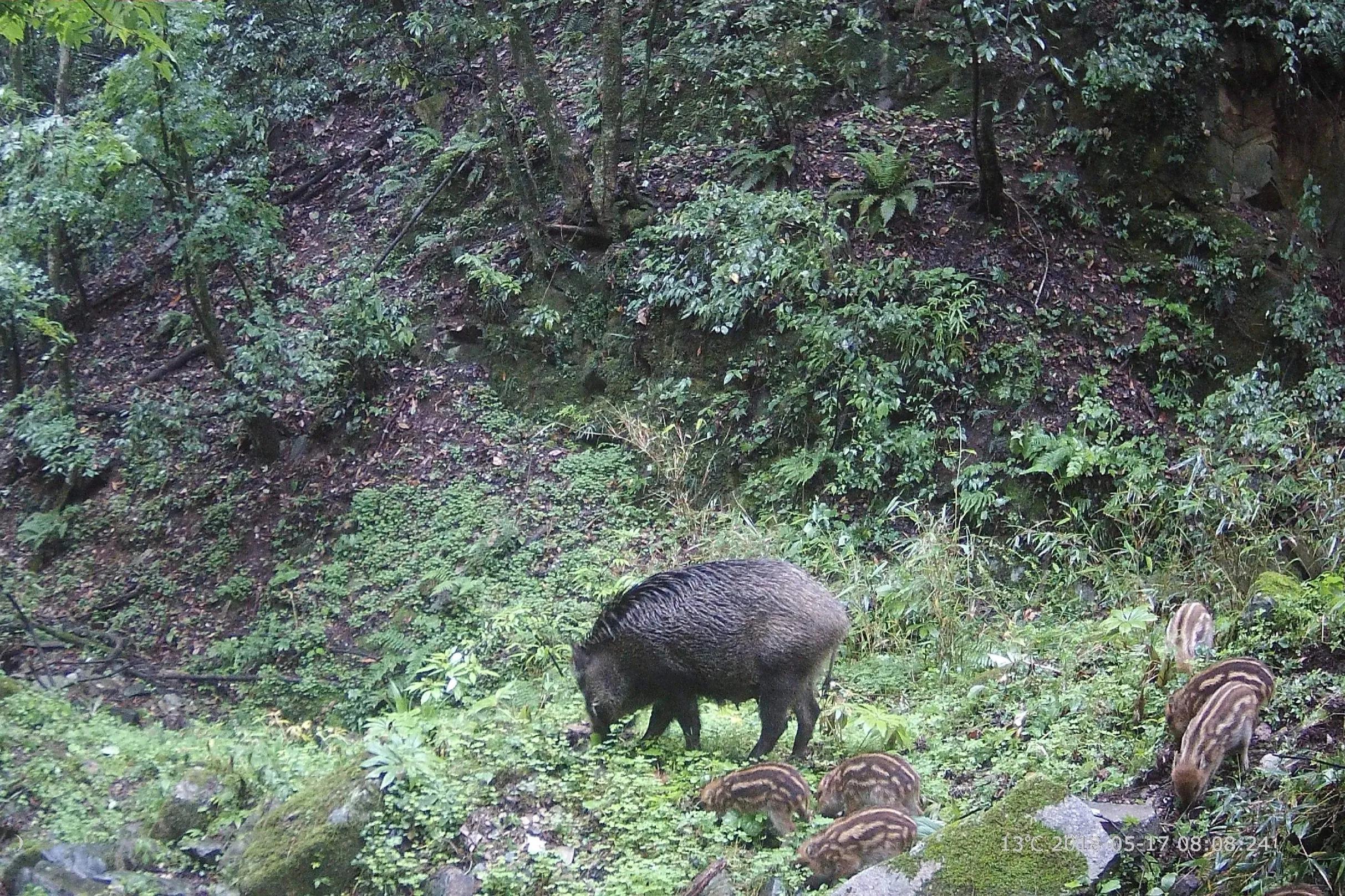 陕西渭南悬赏抓野猪，不让投毒，不许用枪？抓野猪有多危险？