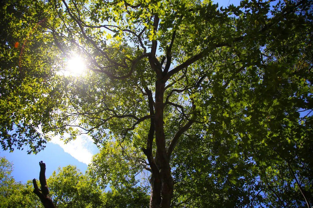 济南旅游公交专线有哪些 (济南近郊公交直达的游玩场所)