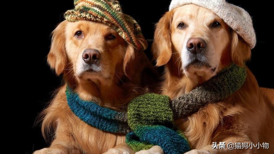 狗没有亲子观念吗,狗没有生殖器官吗