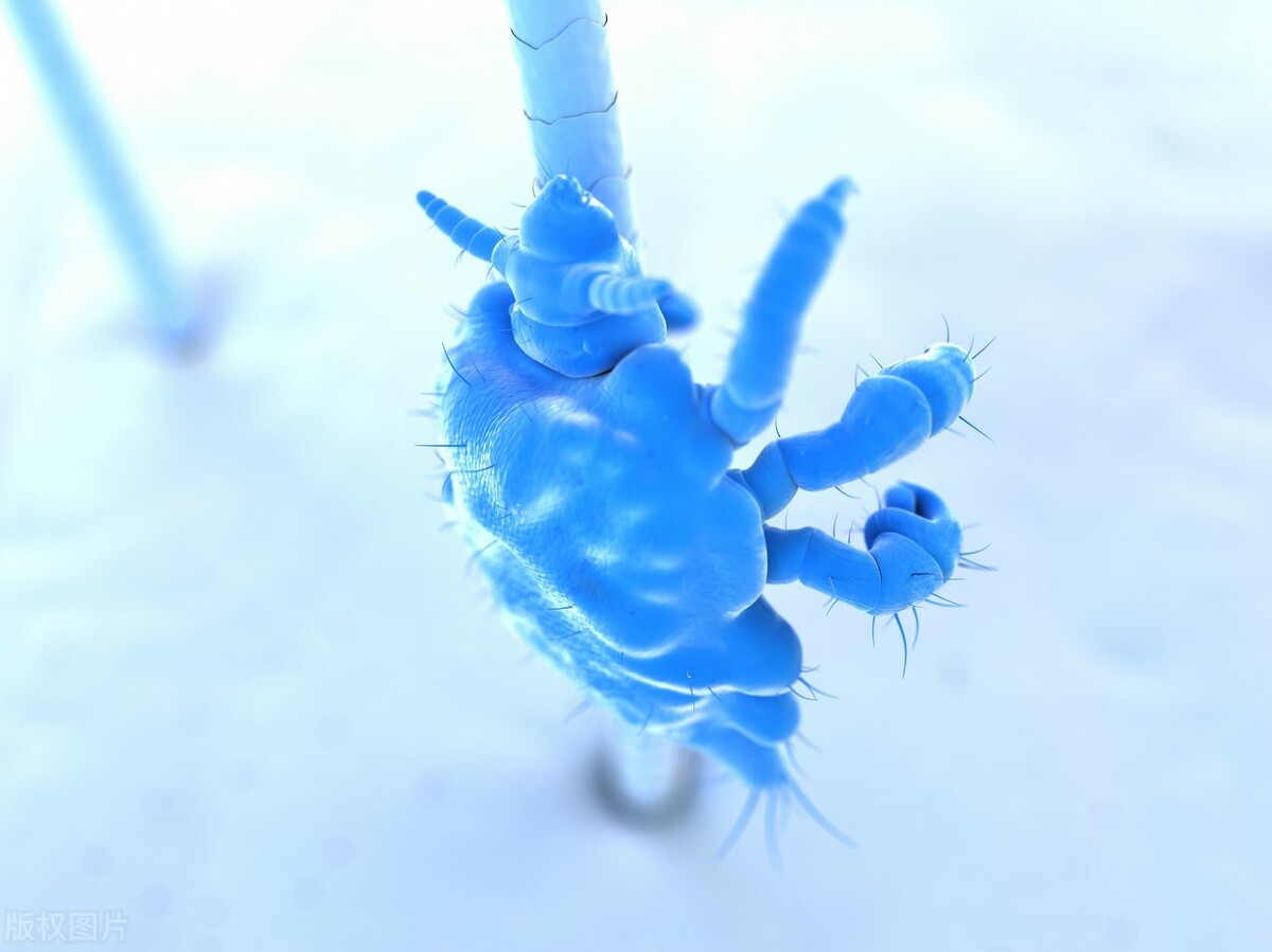 关于阴虱的病因你知道多少,阴虱传播途径