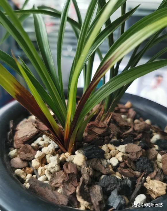 兰花夏天放在室外黄叶,家里的兰花枯萎了怎么救活