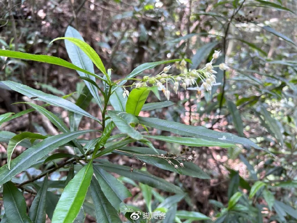 封开黑石顶自然保护区今日关注,广东封开黑石顶省级自然保护区