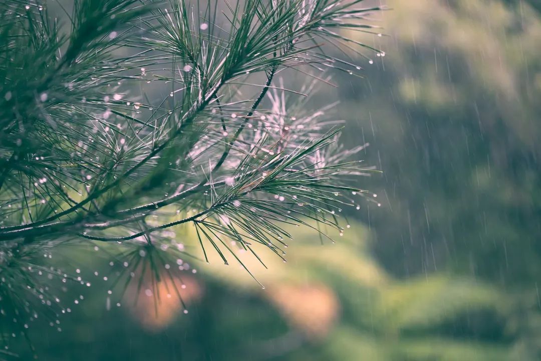 满园春色关不住唐诗宋词,春夏秋冬最美唐诗