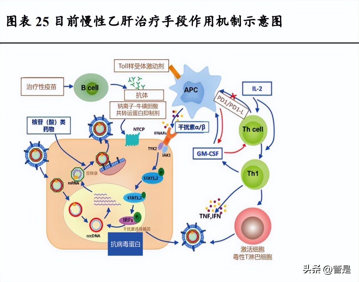 特宝生物乙肝干扰素效果,特宝生物调研记录