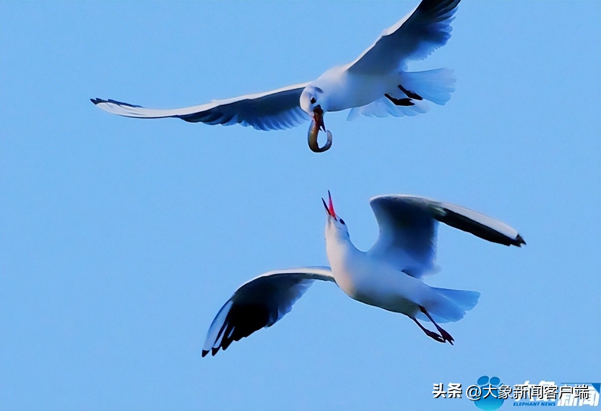 河南省黄河迎宾馆雪景,洛阳春来花似锦