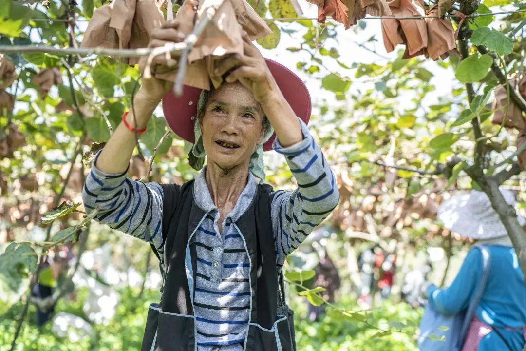 弥你红·红心猕猴桃，让你“痴猕”，让你狂