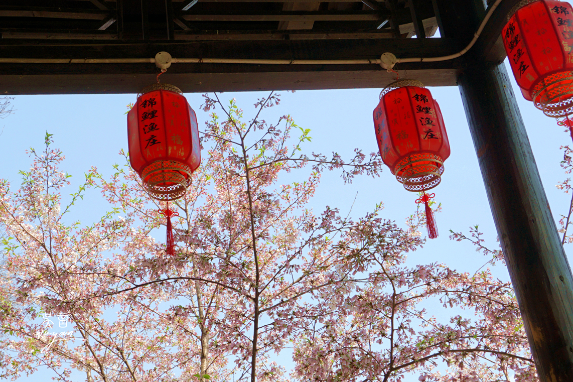武汉看樱花半日游,武汉看樱花一日游