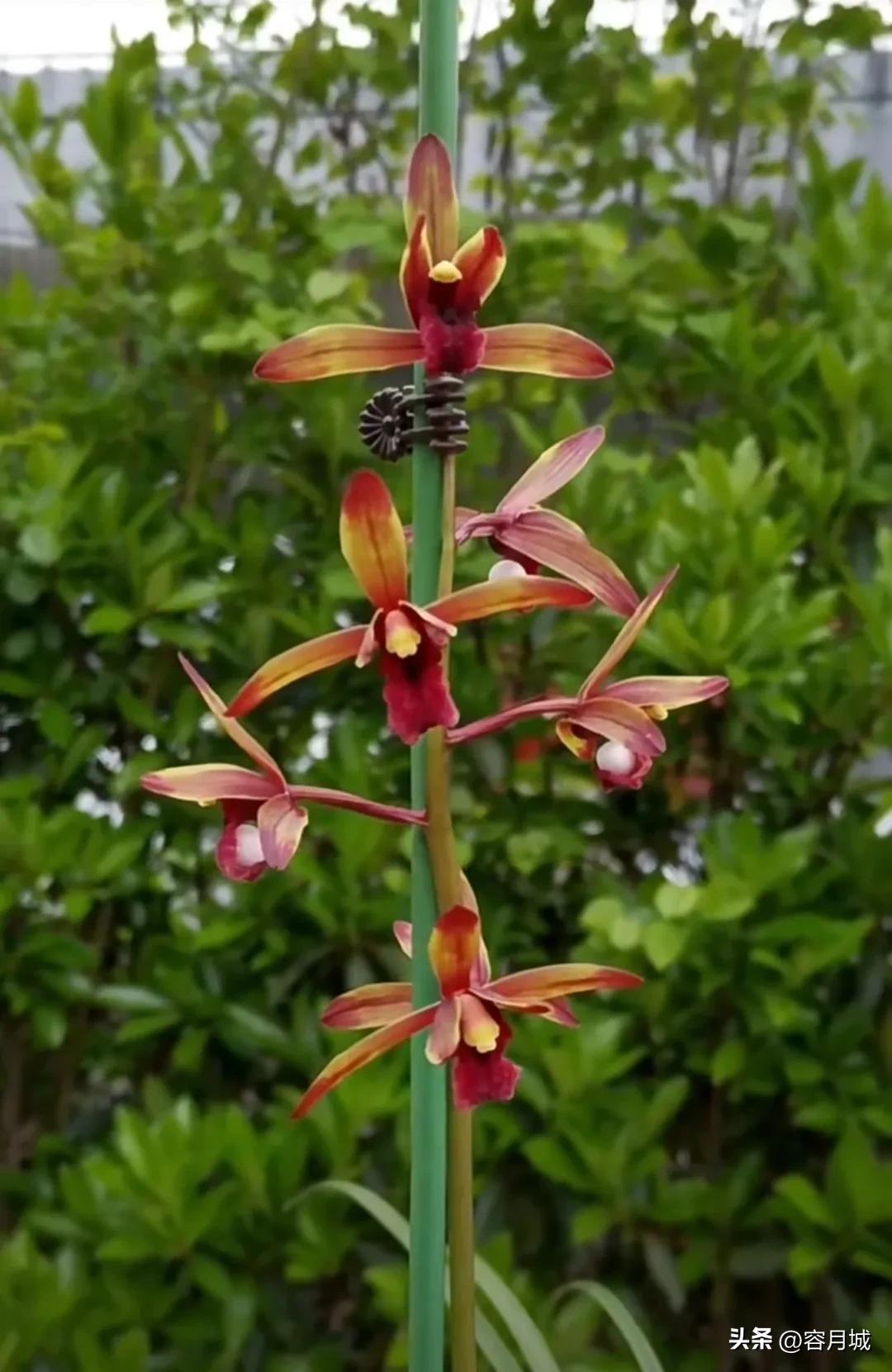 最名贵的兰花排名第一名,史上天价兰花前十名