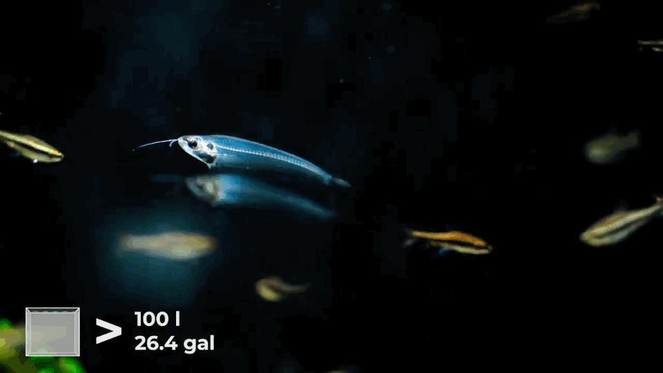 热带观赏鱼长视频,各种热带观赏鱼介绍