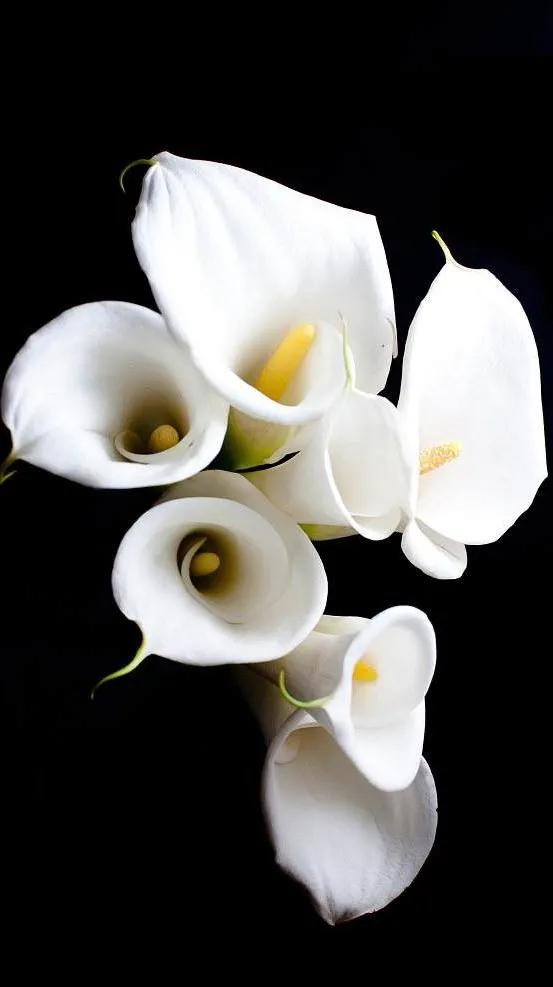 黑白花朵壁纸超清,全屏花朵壁纸无水印黑白