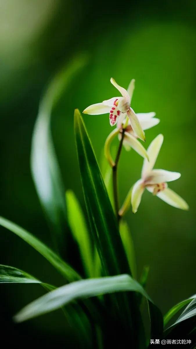 芝兰生于深谷不以无人而不芳出处,100幅历代名家兰花图值得一看再看