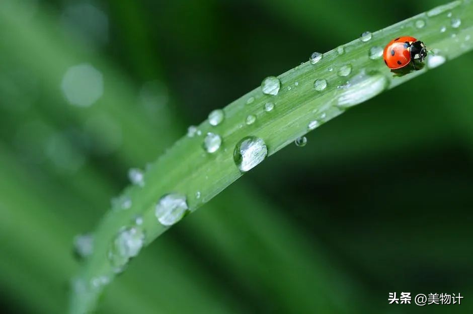 谷雨拥抱最后的一抹春色,谷雨阅尽春色万象更新