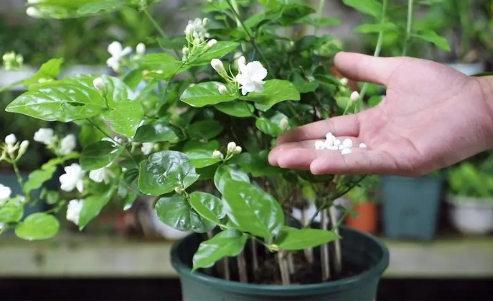 茉莉花芽少怎么养,茉莉花苞水养会开花吗