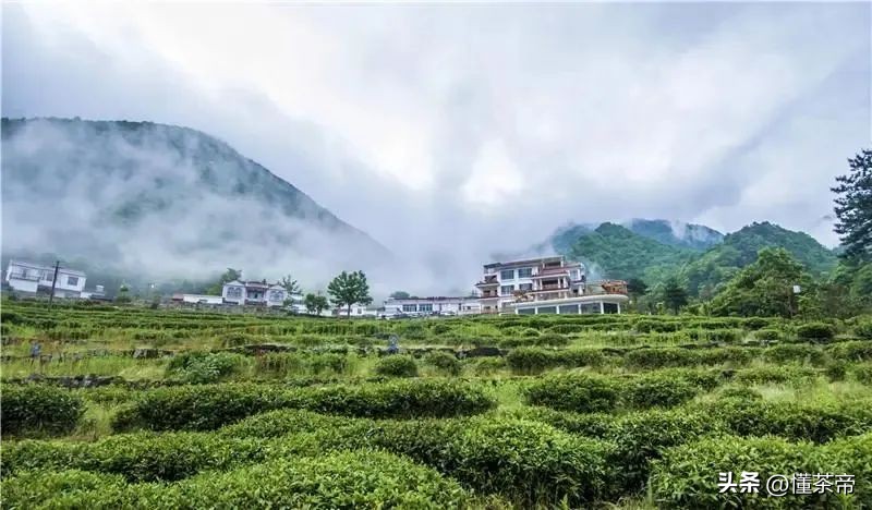 看完才知道原来有这么多茶,看完这篇了解全中国99%的茶