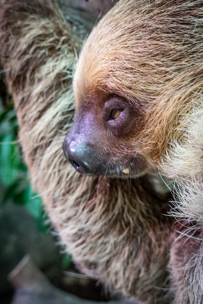 广州长隆野生动物园蛇之秘境,广州这个城市真的好繁华