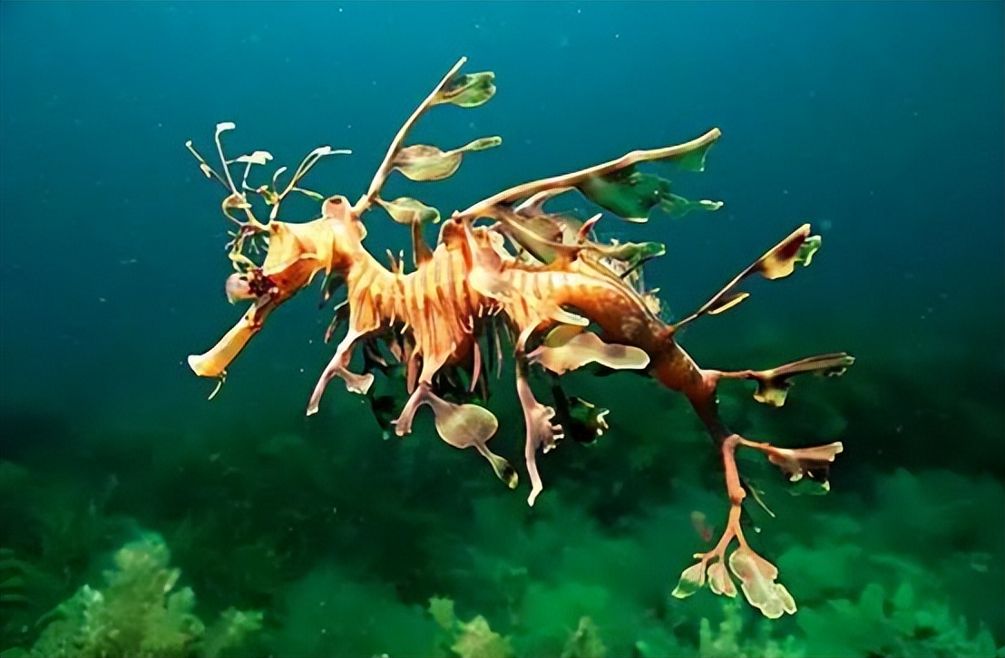 澳大利亚海滩上出现奇怪生物,2016年暴风雨后海滩上的神奇生物
