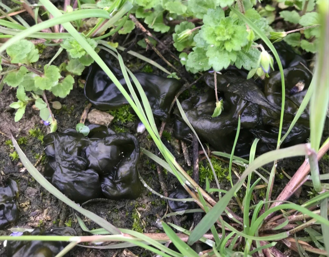 100种野菜大全图解,认识100种野菜视频大全完整版