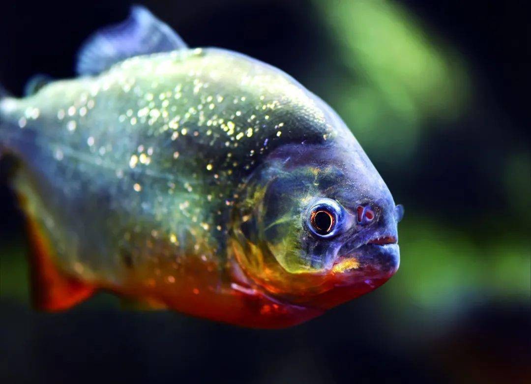 淡水白鲳鱼价格多少钱一斤,淡水白鲳鱼的价格是多少钱一斤