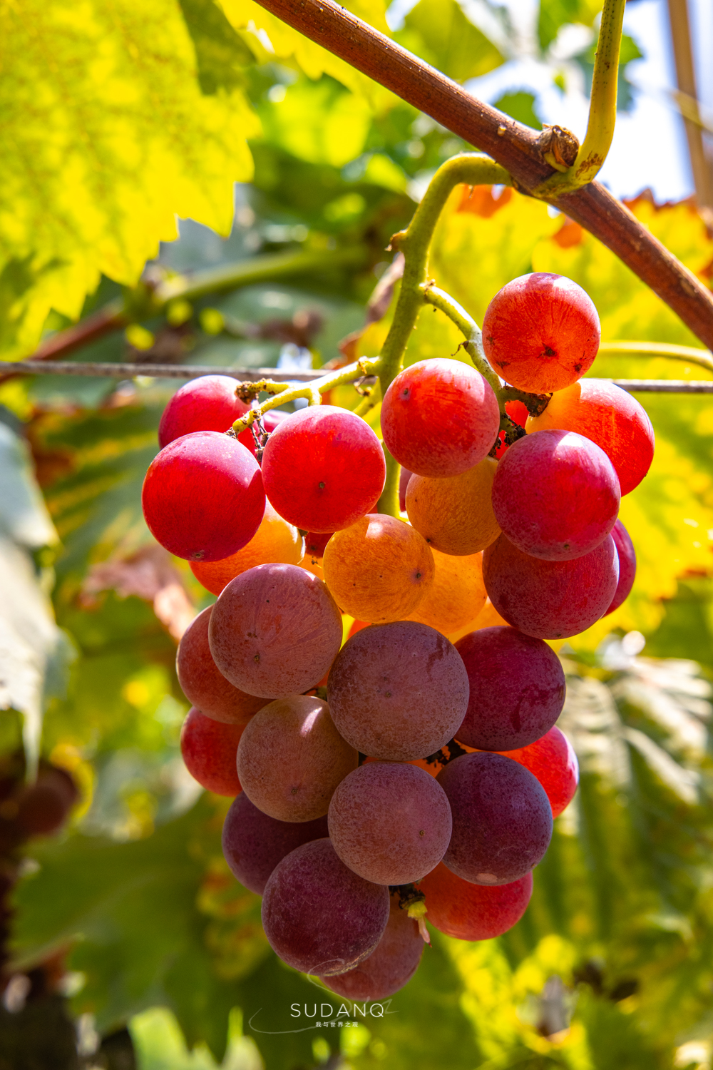 苏州各县到底有多强,苏州究竟有多强