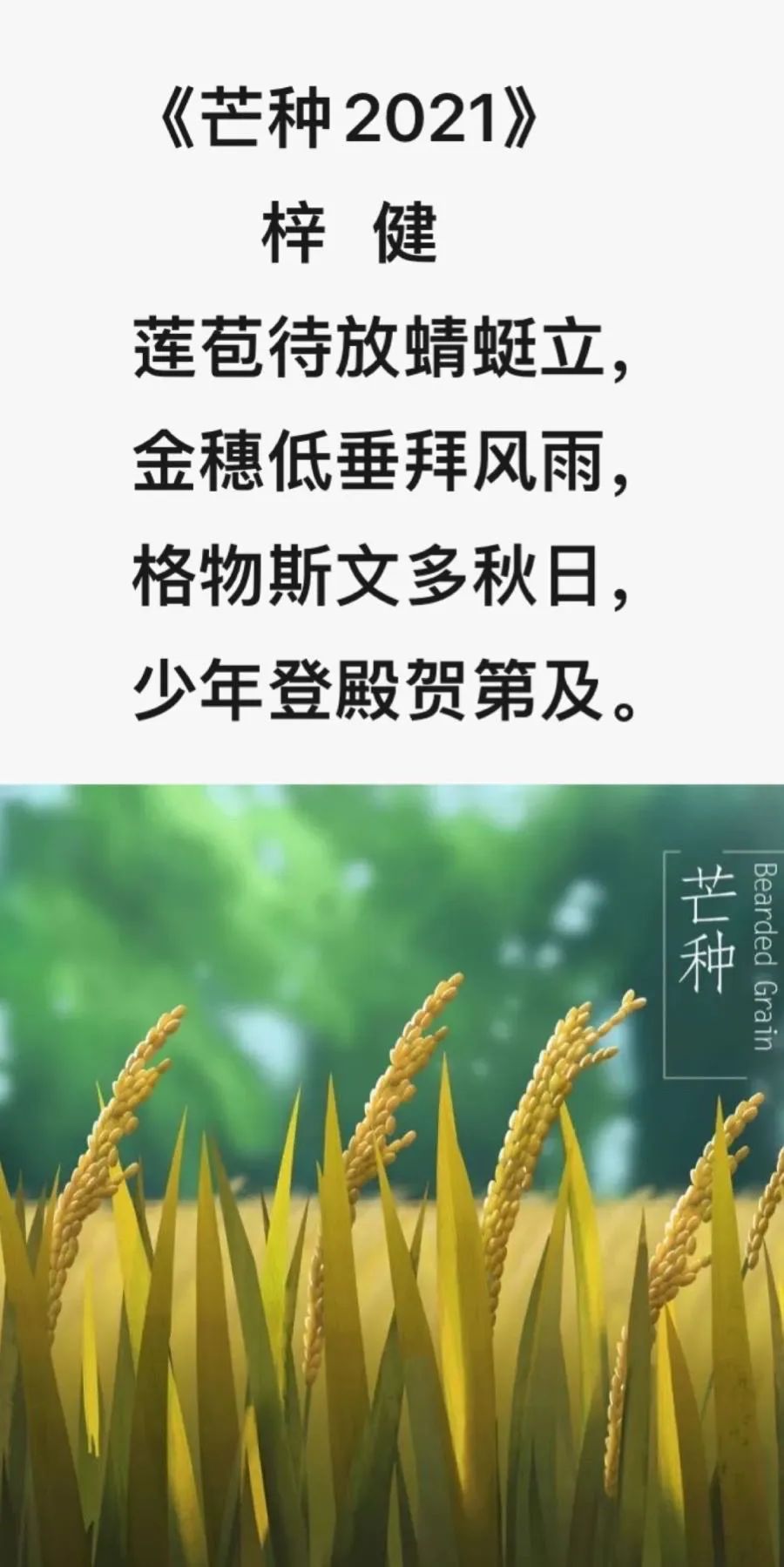 芒种是南方收麦和北方种稻时吗,忆起儿时收麦忙芒种时节杏又黄