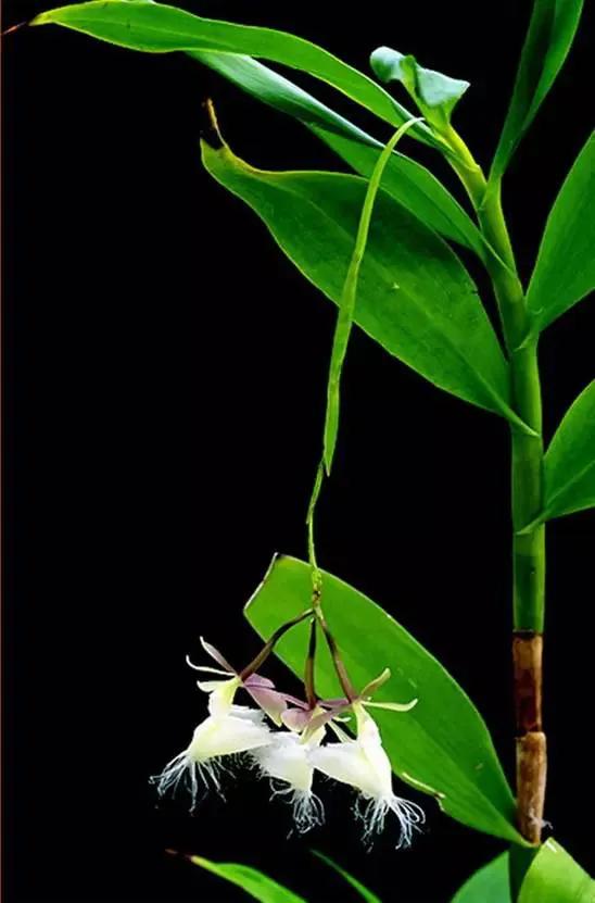 最美的100种兰花图片,欣赏一下最美的兰花