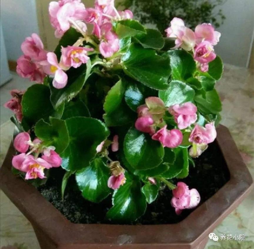 盆栽花卉在哪里买比较好,花卉市场购买盆栽避坑