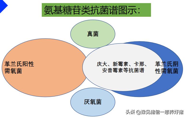 兽医微生物图谱,兽医药理基础知识
