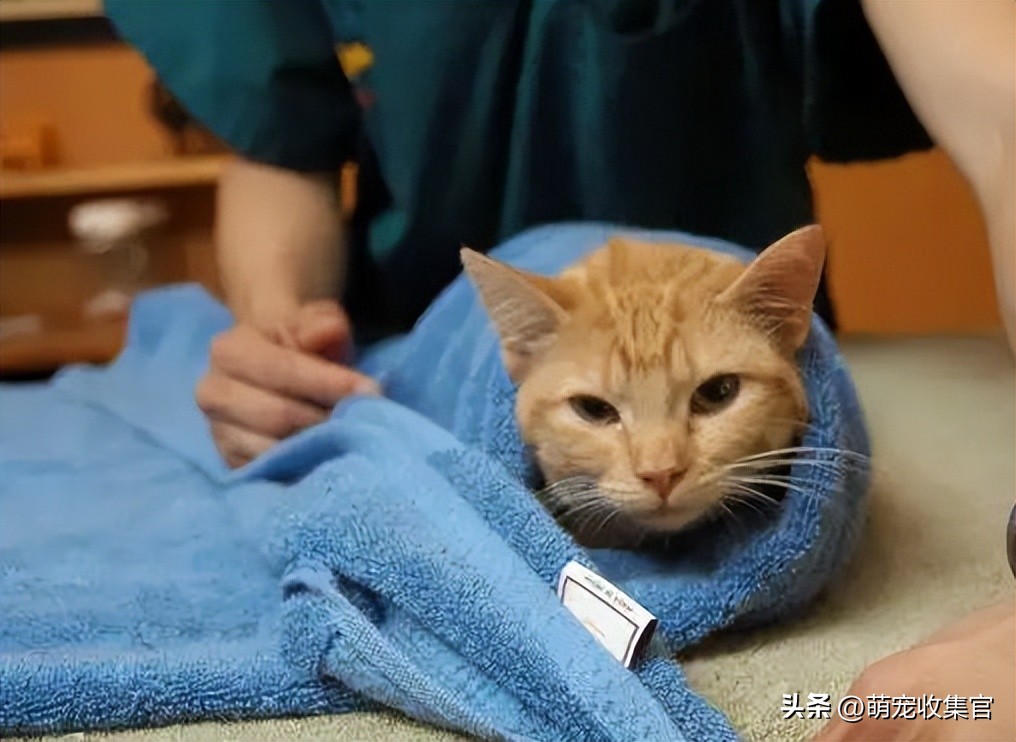 给猫咪剪指甲不小心剪残了怎么办,猫咪怎么剪指甲才不会剪到血线