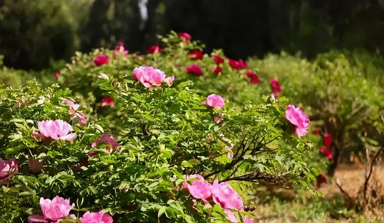 西夏区精品旅游路线,西夏区游玩热门推荐