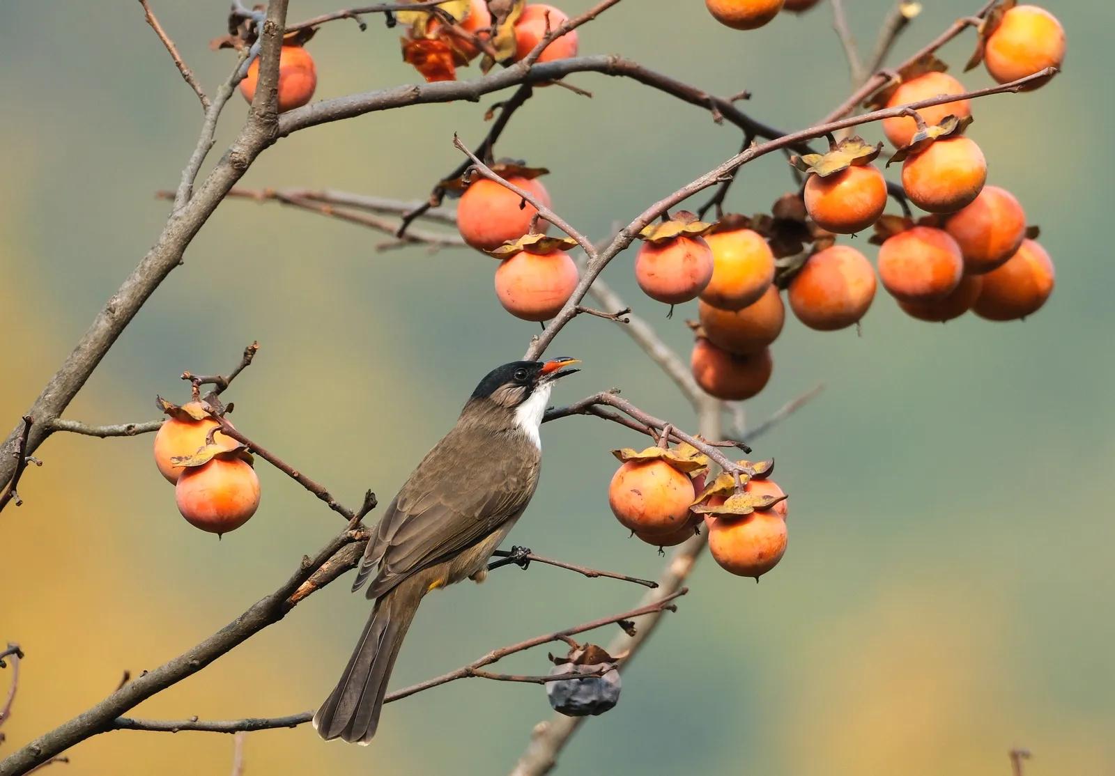 平顶山鲁山县红腹锦鸡,鲁山县红腹锦鸡