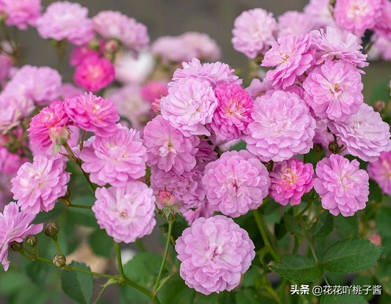 2019月季新品种金奖,超新品月季有哪些品种