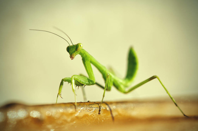 昆虫科普超长时长螳螂,螳螂大战昆虫视频