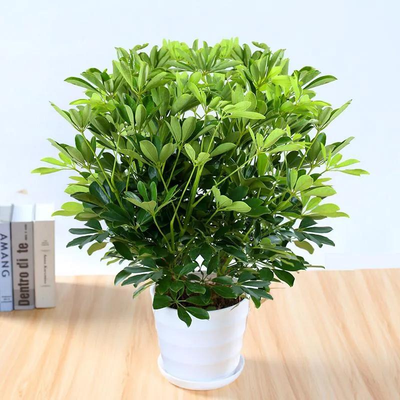 家中适合种的五种树,客厅里最好养的树幸福树怎么养