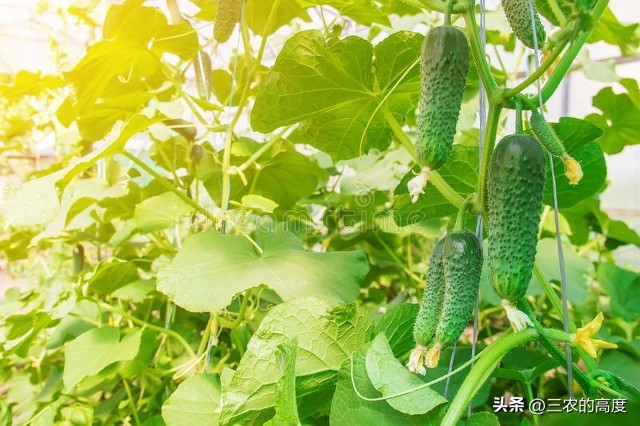 介绍谷雨种瓜点豆视频,谷雨前后种瓜点豆跟天气有关吗