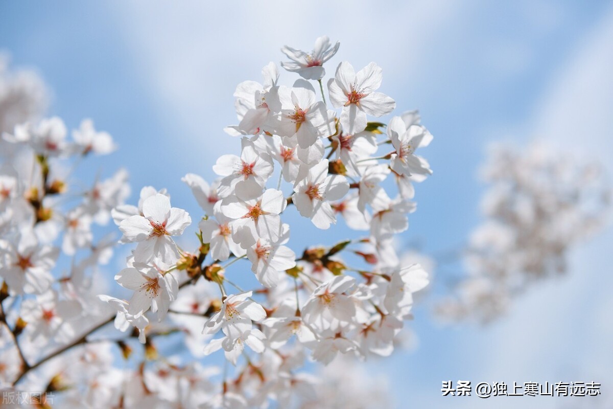 吃散结的中药忌口食物有哪些,梅花的食疗